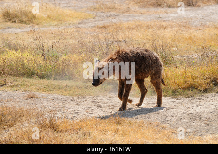 Spotted or Laughing Hyena (Crocuta crocuta), Ngorongoro-crater, Ngorongoro Conservation Area, Tanzania, Africa Stock Photo