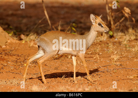 Kirk's Dik-dik (Madoqua kirkii), Tsavo East National Park, Kenya, Africa Stock Photo