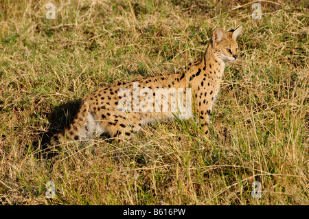 Serval (Leptailurus serval), Ngorongoro crater, Ngorongoro Conservation Area, Tanzania, Africa Stock Photo