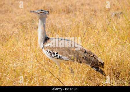 Kori Bustard (Ardeotis kori), Ngorongoro crater, Ngorongoro Conservation Area, Tanzania, Africa Stock Photo