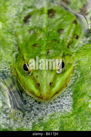 Green Frog (Rana kl. esculenta, Pelophylax kl. esculentus), sitting in water Stock Photo