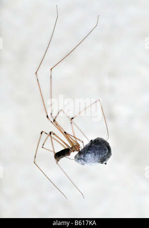 House Spider, Vibrating Spider (Pholcidae) wrapping a fly into its web Stock Photo