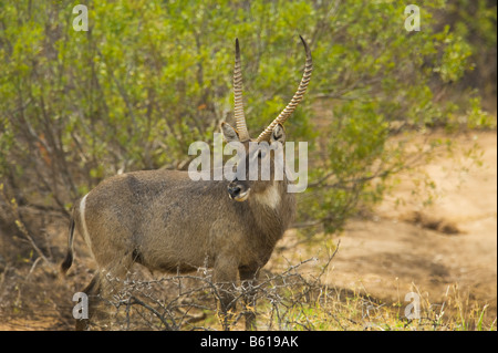 wildlife wild KOBUS ellipsiprymnus common waterbuck male with horn south-Africa south africa bush Stock Photo