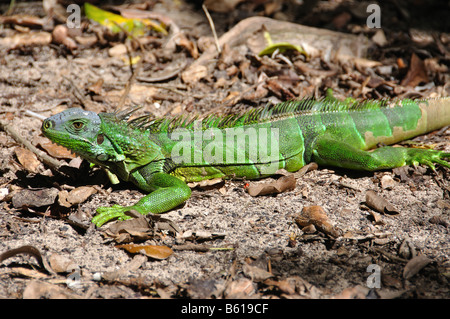 a large green iguana on isla culebra, puerto rico Stock Photo