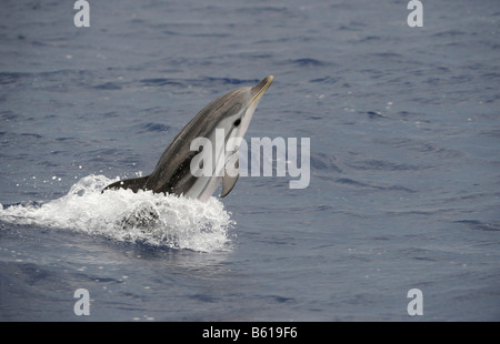 Jumping Striped Dolphin (Stenella coeruleoalba) in the Mediterranean Sea Stock Photo