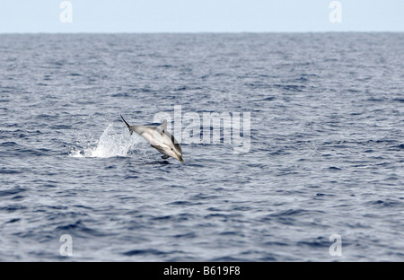 Jumping Striped Dolphin (Stenella coeruleoalba) in the Mediterranean Sea Stock Photo
