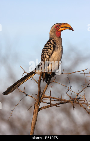 southern yellow billed hornbill tockus erythrorhynchus single adult male Stock Photo