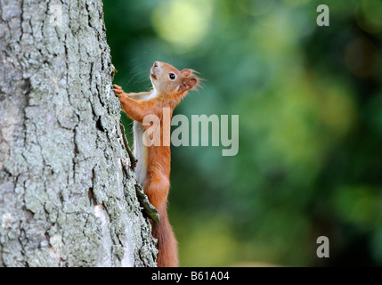 Red or Eurasian Red Squirrel (Sciurus vulgaris) climbing a tree trunk Stock Photo