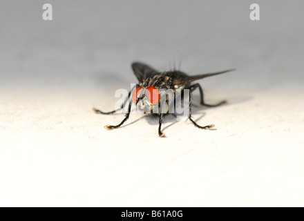 Housefly (Musca domestica) Stock Photo