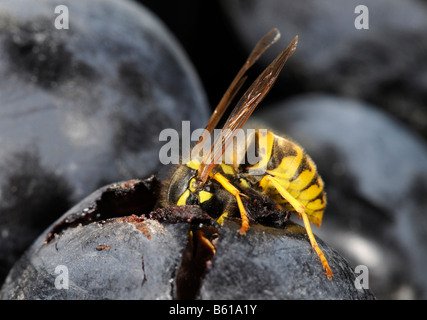 German or European Wasp (Vespula germanica) feeding on red grapes Stock Photo