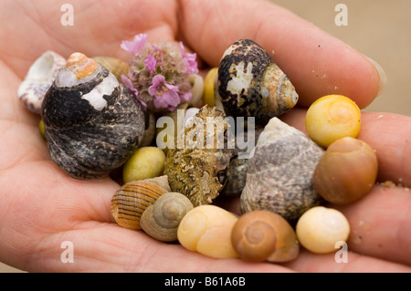 Snails, muscles and crab shells with a flower in a hand, Ploumanach, Bretagne, France, Europe Stock Photo