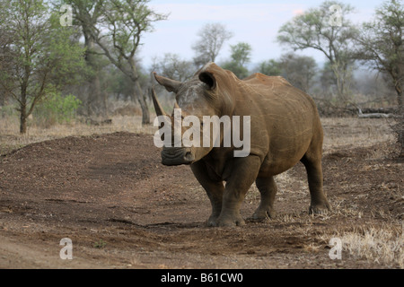 white or grass rhinoceros, single adult male standing at side of road Stock Photo
