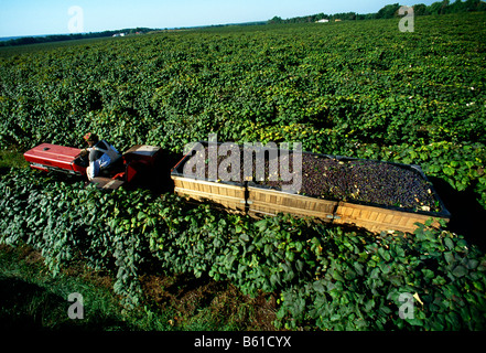 CONCORD GRAPE HARVEST, ARCHER VINEYARDS, TOWN OF NORTH EAST, ERIE COUNTY, PENNSYLVANIA, USA Stock Photo