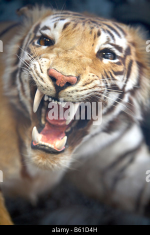 STUFFED TIGER Stock Photo