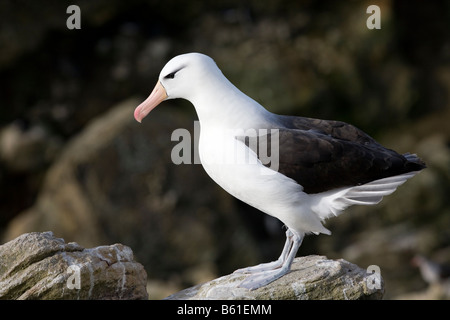 Black Browed Albatross (Diomedea melanophris) Bird and Chick, Bird ...