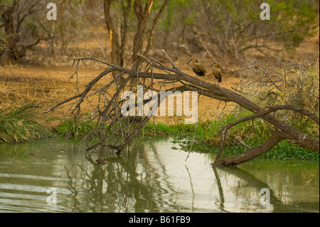 south-africa Hammerkop hammerhead bird Scopus umbretta couple male femal sitting sit branch water pond lake river woodland ambie Stock Photo