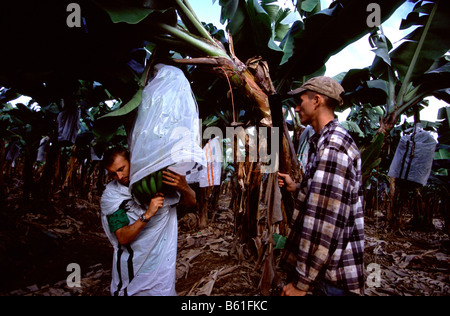 Picking bananas in far north Queensland. Stock Photo