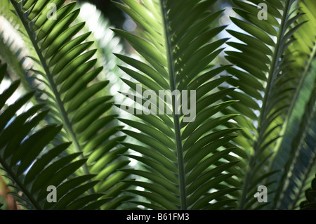 plants inside the Temperate House in Kew Gardens London England UK Stock Photo