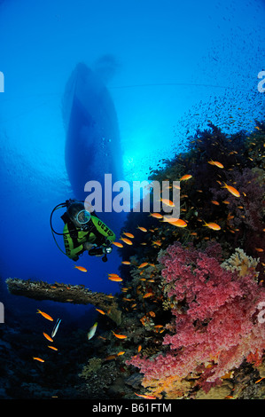 Dendronephthya klunzingeri Pseudanthias squamipinnis soft coral and scuba diver and Lyratail anthias, Red Sea Stock Photo