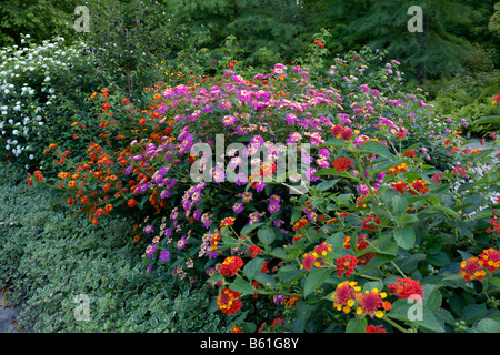 West Indian lantana (Lantana camara) Stock Photo