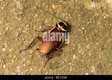 Australian cockroach (Periplaneta australasiae) Stock Photo