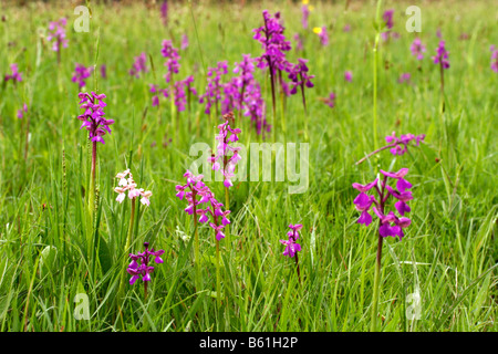 Orchis morio, Green-winged orchids Stock Photo