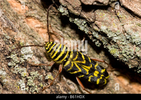 Locust borer beetle Stock Photo