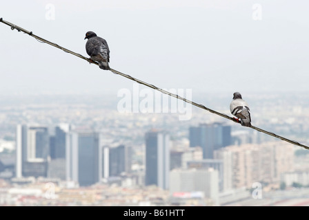 Two pigeons perched over the skyline of Naples, Campania, Italy, Europe Stock Photo