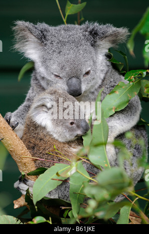 Koala, Phascolarctos cinereus, Mother with Young on Tree, Germany Stock ...