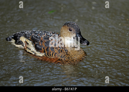 Wandering Whistling Duck (Dendrocygna arcuata) in the rain, Queensland, Australia Stock Photo