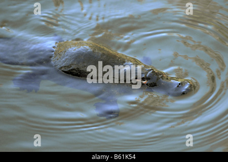 Platypus (Ornithorhynchus anatinus) in its natural habitat, very rarely seen in the wild, Eungella National Park, Queensland Stock Photo