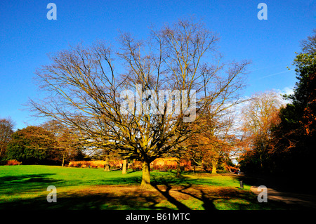 As Autumn approaches Waterlow Park's trees in Highgate shed their leaves. Stock Photo