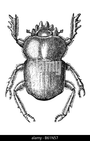 earth-boring dung beetle (Scarabaeus cribricollis), dor beetles Stock Photo