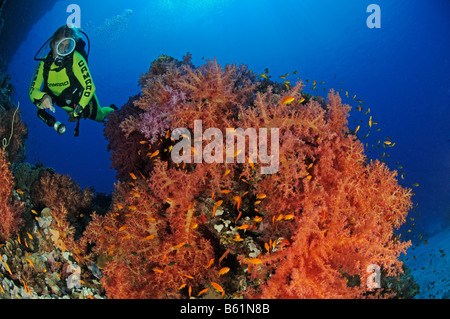 Dendronephthya klunzingeri, soft coral and scuba diver, Red Sea Stock Photo