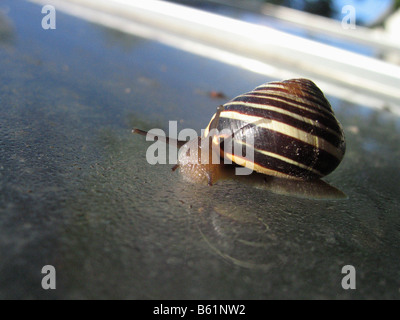 A common garden wood snail creeps along the glass of a greenhouse window Stock Photo