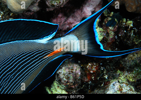 Acanthurus sohal tail with scalpel of a Sohal surgeon, Red Sea Stock Photo