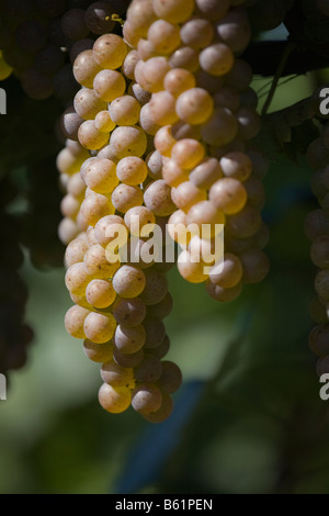 Grapes Growing on a Grapevine Niagara Ontario Canada Stock Photo