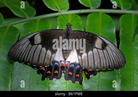 Orchard Swallowtail Butterfly (Papilio aegeus), female, Queensland, Australia Stock Photo