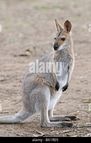 Agile or Sandy Wallaby (Macropus agilis), Queensland, Australia Stock Photo