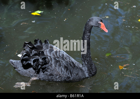Black Swan (Cygnus altratus), Queensland, Australia Stock Photo