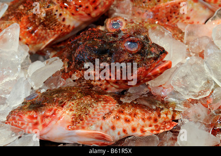 Fresh scorpion fish, fish market, Sydney, Australia Stock Photo