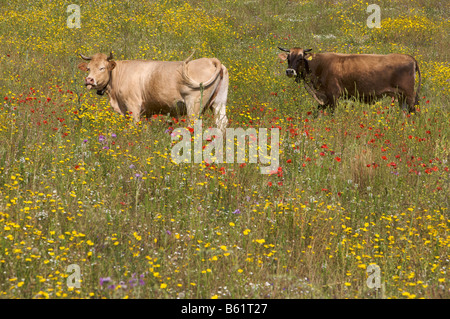 Cows standing in a flower meadow in Sardinia, Italy, Europe Stock Photo