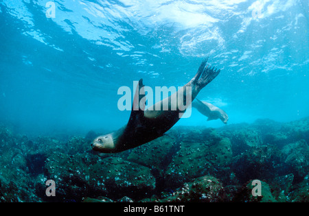 Galapagos Sealion (Zalophus wollebaeki), female swimming about in shallow water above a rocky sea bed Stock Photo