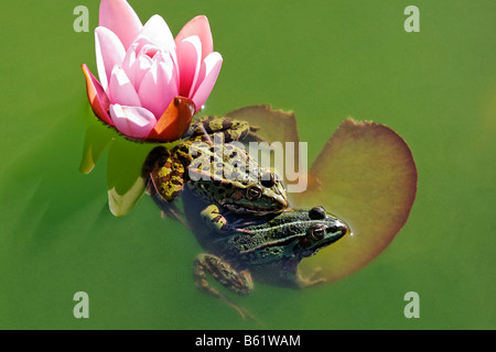 Two Marsh Frogs (Rana ridibunda), next to each other after the Amplexus, in a green pond on a water lily