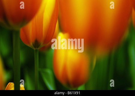 Didier's Tulip (Tulipa gesneriana), Keukenhof, Netherlands, Europe Stock Photo