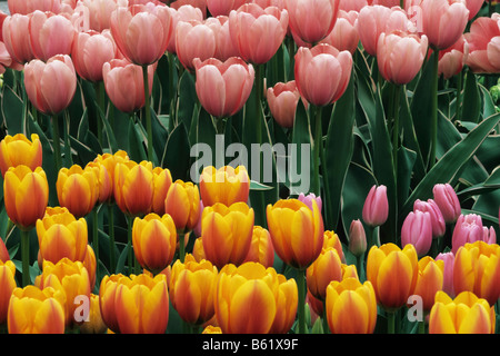 Didier's Tulips (Tulipa gesneriana), Keukenhof, Netherlands, Europe Stock Photo