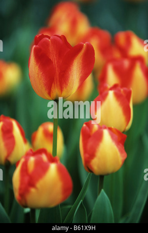 Didier's Tulips (Tulipa gesneriana), Keukenhof, Netherlands, Europe Stock Photo