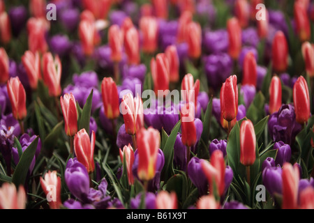 Didier's Tulip (Tulipa gesneriana), Keukenhof, Netherlands, Europe Stock Photo