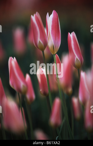 Didier's Tulip (Tulipa gesneriana), Keukenhof, Netherlands, Europe Stock Photo