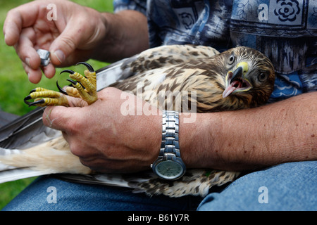 Common Buzzard (Buteo buteo), tended back to health, being banded and released back into freedom, Roesrath, North Rhine-Westpha Stock Photo